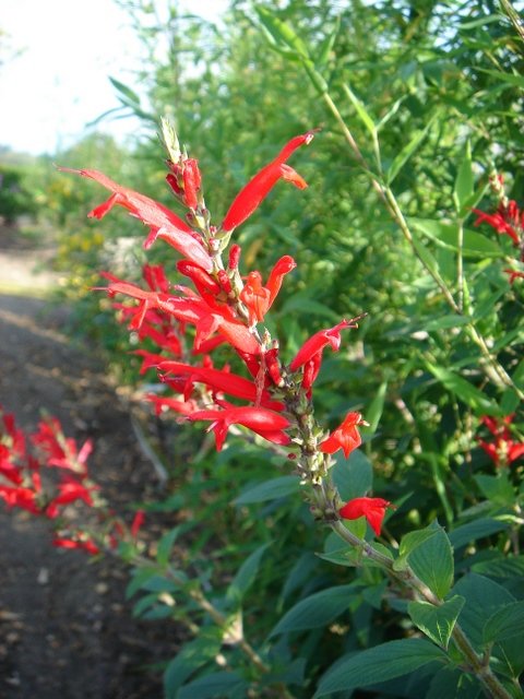 Salvia rutilans